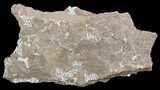 Ordovician Bryozoans (Chasmatopora) Plate - Estonia #49954-1